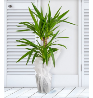 Yucca Saksı Çiçeği